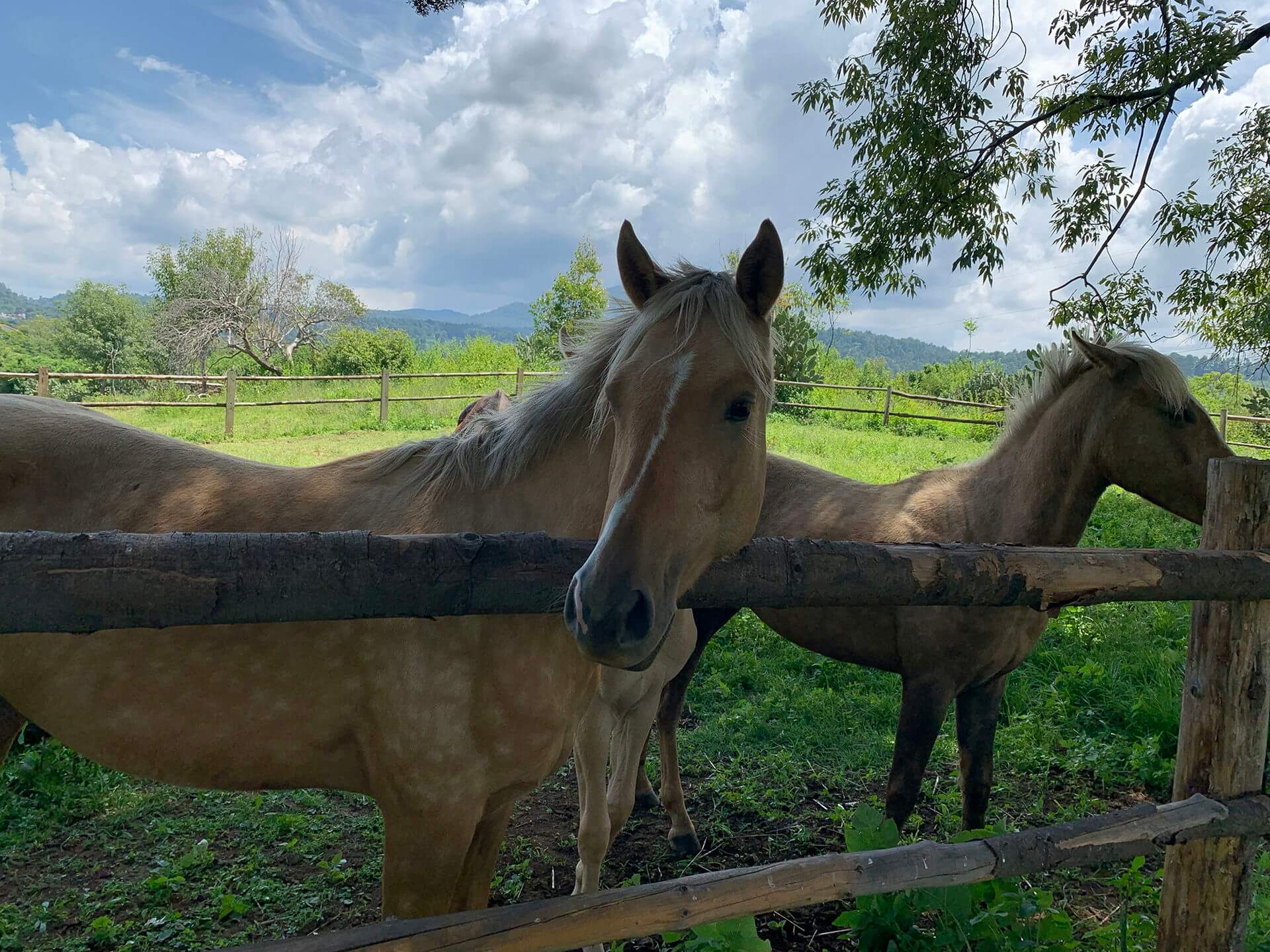 PIPIOLTEPEC LA HACIENDA